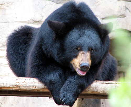 American Black Bear